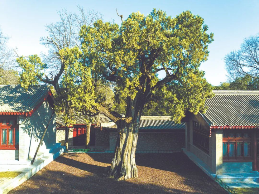 llennium-old trees in Shaanxi不朽情缘手机版探秘陕西5株千年古树｜Visit 5 mi(图4)