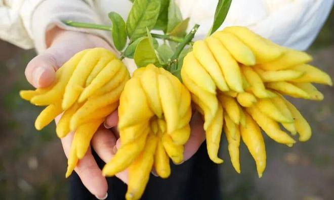 “电商钥”打开“共富锁”不朽情缘正规网站北山口村(图3)